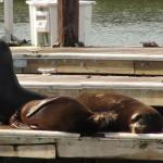 San Francisco - Fischerman Wharf